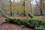 Beuk (Fagus sylvatica)