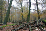 Beuk (Fagus sylvatica)