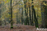 Beuk (Fagus sylvatica)