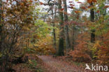 Beuk (Fagus sylvatica)