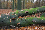 Beuk (Fagus sylvatica)