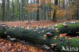 Beuk (Fagus sylvatica)