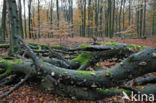 Beuk (Fagus sylvatica)