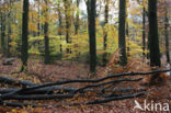 Beuk (Fagus sylvatica)