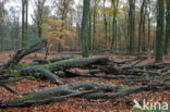 Beuk (Fagus sylvatica)