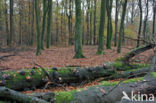 Beuk (Fagus sylvatica)