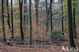 Beech (Fagus sylvatica)