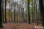 Beech (Fagus sylvatica)