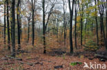 Beech (Fagus sylvatica)