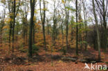 Beech (Fagus sylvatica)