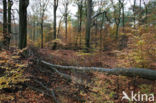 Beech (Fagus sylvatica)