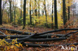 Beech (Fagus sylvatica)