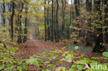 Beech (Fagus sylvatica)