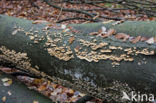 Beuk (Fagus sylvatica)