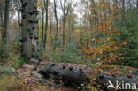 Beech (Fagus sylvatica)