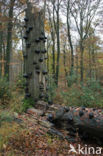 Beech (Fagus sylvatica)