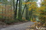 Beech (Fagus sylvatica)