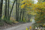 Beech (Fagus sylvatica)