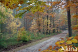 Beech (Fagus sylvatica)