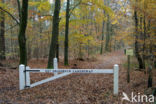 Beech (Fagus sylvatica)