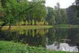 Beuk (Fagus sylvatica)