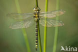 Blauwe glazenmaker (Aeshna cyanea)