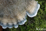 blue cheese polypore (Oligoporus caesius)