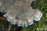 Blauwe kaaszwam (Oligoporus caesius)