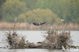 Grey Heron (Ardea cinerea)