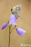 Bleek blauwtje (Polyommatus coridon)