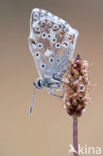 Bleek blauwtje (Polyommatus coridon)