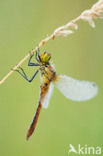 Bloedrode heidelibel (Sympetrum sanguineum)