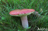 Russula sanguinaria