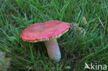 Bloedrode russula (Russula sanguinaria) 