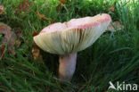 Bloedrode russula (Russula sanguinaria) 