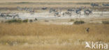Plains zebra (Equus quagga boehmi)