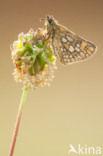 Chequered Skipper (Carterocephalus palaemon)