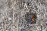 Wood Lark (Lullula arborea)