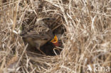 Wood Lark (Lullula arborea)