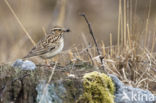 Wood Lark (Lullula arborea)