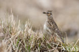 Wood Lark (Lullula arborea)