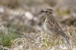 Wood Lark (Lullula arborea)