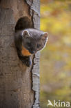 Pine Marten (Martes martes)