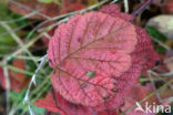 Braam (Rubus spec)