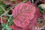 Bramble (Rubus spec)