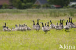 Brandgans (Branta leucopsis)