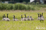 Barnacle Goose (Branta leucopsis)