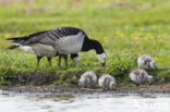 Brandgans (Branta leucopsis)