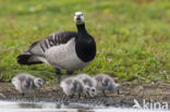 Brandgans (Branta leucopsis)