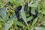 Brede aardtong (Geoglossum cookeanum)